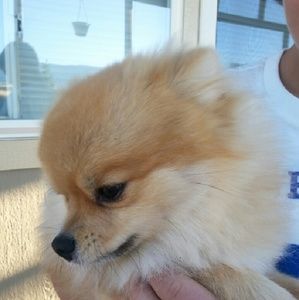 Meet your Posher, Belinda