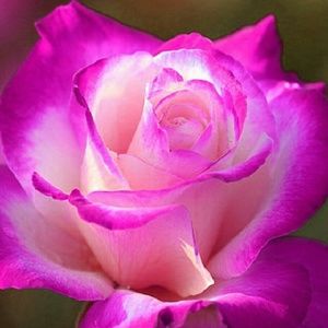 Meet your Posher, Carolyn