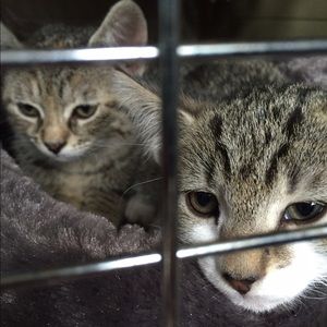 Kittens! I just like to show off my babies❤️