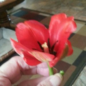 Meet your Posher, Janice