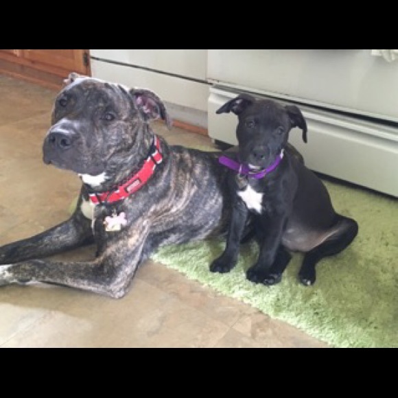 Meet your Posher, Samantha