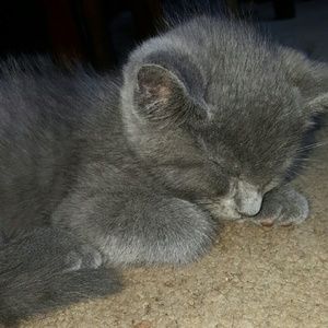 Meet your Posher, Avery