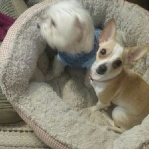 Meet your Posher, Iris