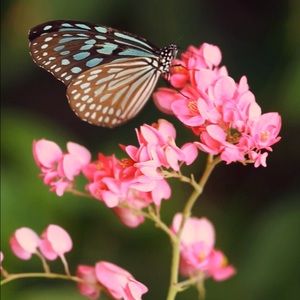 Meet your Posher, Nikki