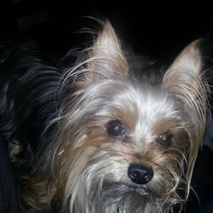 Meet your Posher, Jamie