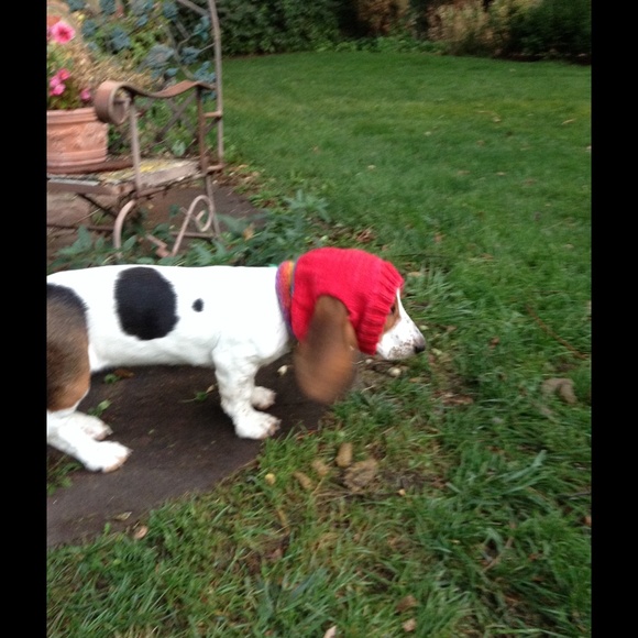 Meet your Posher, Susy