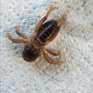 Meet your Posher, Gram