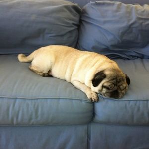 Meet your Posher, George m