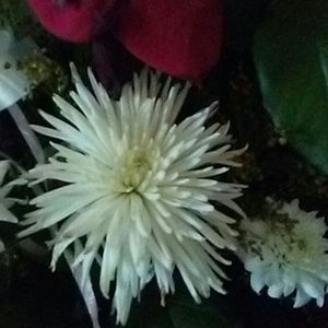 Meet your Posher, Lucia