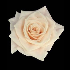 Meet your Posher, Dean