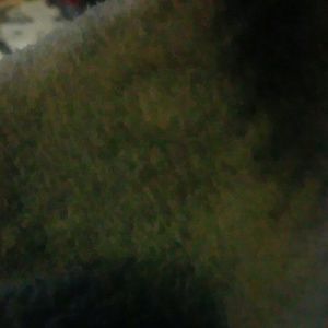 Meet your Posher, Rose