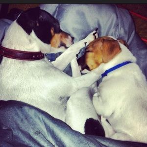 Meet your Posher, Amber