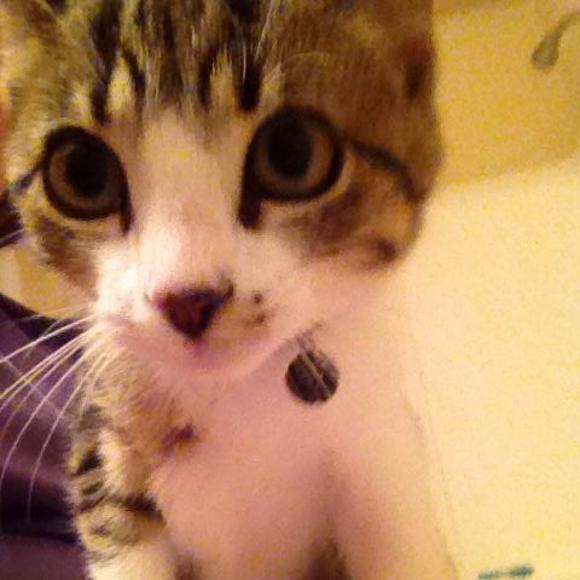 Meet your Posher, Lauren - Picture 1 of 1