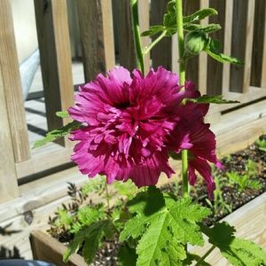 Meet your Posher, Katrina