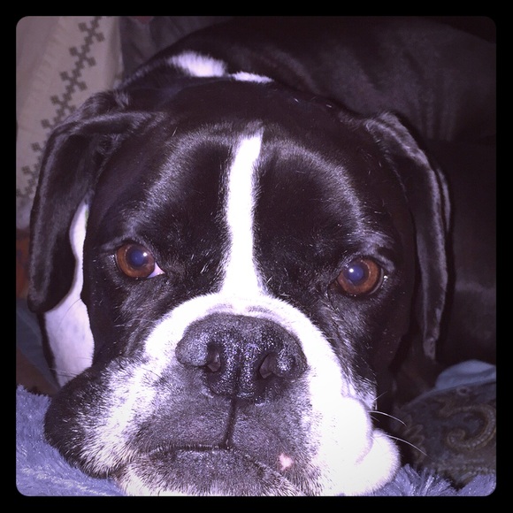 My sweet baby Guapo 💎💯🐾🐾🐾🐾🐾