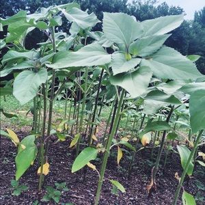 Meet your Posher, Caroline