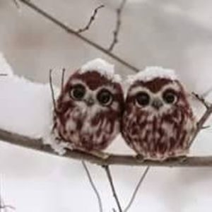 Meet your Posher, Wanda