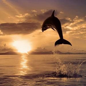 Meet your Posher, Dalia