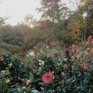 special listing for @pinkcoachbag