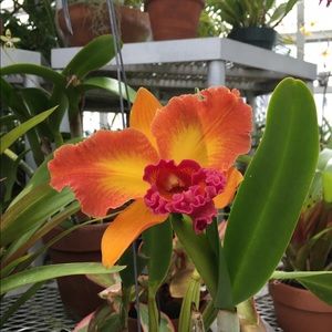 Meet your Posher, Carol