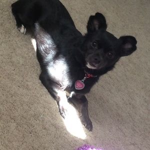 Meet your Posher, Cheyenne