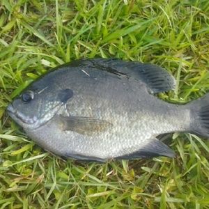 Meet your Posher, Nerrissa