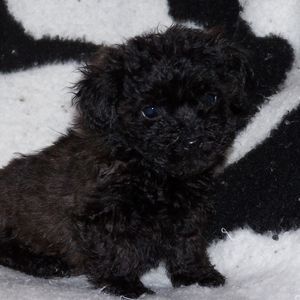 Meet your Posher, Gwendolyn