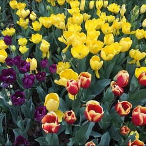 Meet your Posher, Mari