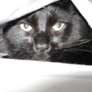 Meet your Posher, Wendy