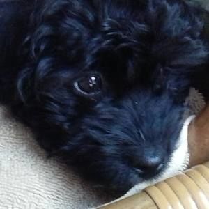 Meet your Posher, Sandy