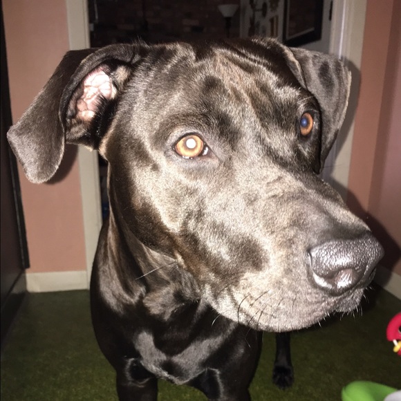 Our black lab mix 2 yr old rescued puppy