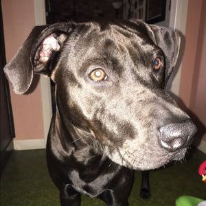 Our black lab mix 2 yr old rescued puppy