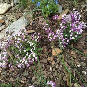 Meet your Posher, Brigit