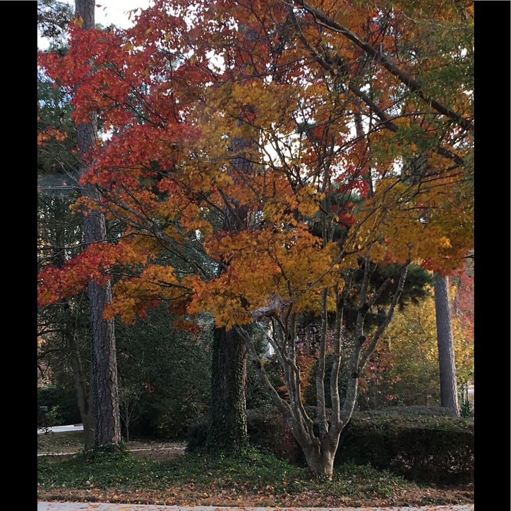 Meet your Posher, Rachana