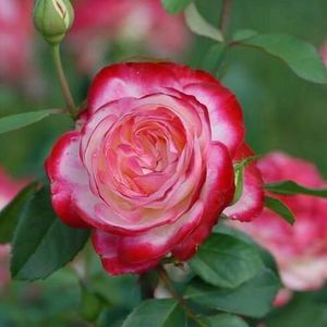 Meet your Posher, Lorie lee