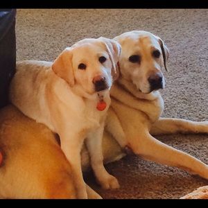 Meet your Posher, Shari