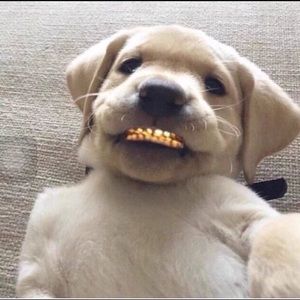 Meet your Posher, Ronald