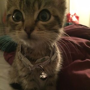 Meet your Posher, Lesly