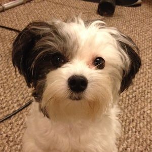 Meet your Posher, Maddison