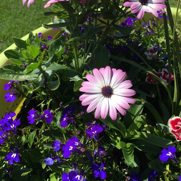 Meet your Posher, Kira - Picture 1 of 1