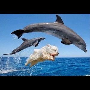 Meet your Posher, Colon