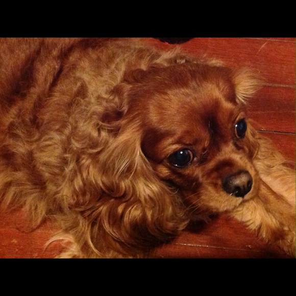 Meet your Posher, Nicole - Picture 1 of 1