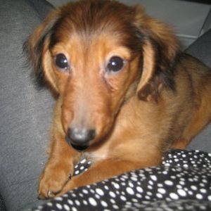 Meet your Posher, Harvard