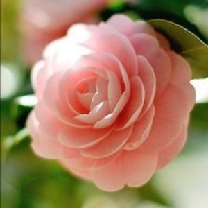 Meet your Posher, Grace