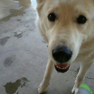 Meet your Posher, Chrissy