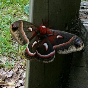 Meet your Posher, Whitney