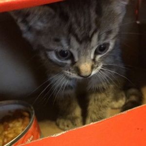 Meet your Posher, Glaydson