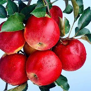 Meet your Posher, Marie