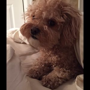Meet your Posher, Susi