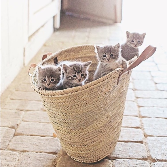 Meet your Posher, Diana